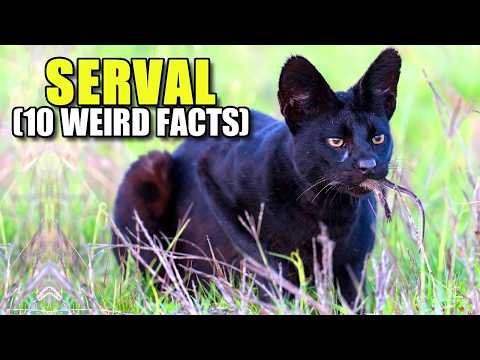 Serval 🐈 (10 FACTS You NEVER KNEW)