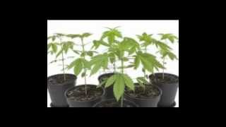 Los delinqüentes - Nubes de pegatina + Video