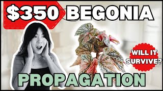 Can I Save & Multiply My $350 Begonia? Propagation Part 1 | Houseplant Care Routine + Tips