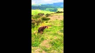 Windyway garden party Walk