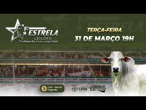 ESTRELA LEILÕES  - AO VIVO - 31/03/2026  -  19H - MORRINHOS - GOIÁS