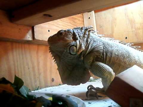 Melvina bobbing and eating