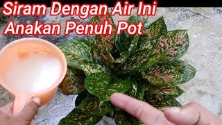 Download lagu Cara Merawat Aglaonema Agar Beranak Banyak mp3
