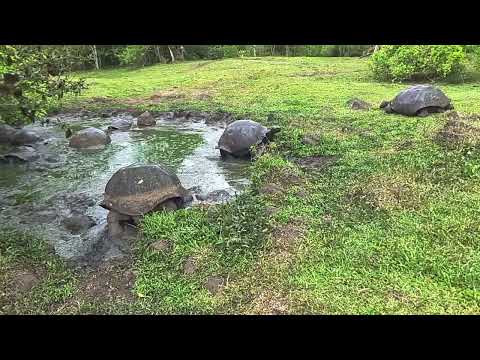 Tortoises spa - Isla Santa Cruz, Galapagos Islands