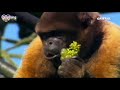 Monkey Life 14 Tv Series English Subtitles
