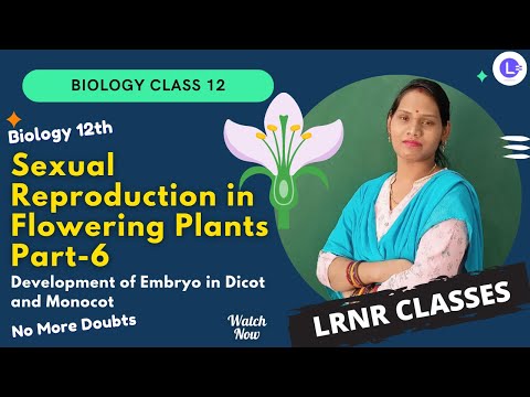 Sexual Reproduction in Flowering Plants Part-6 || Biology Class 12 || LRNR Classes