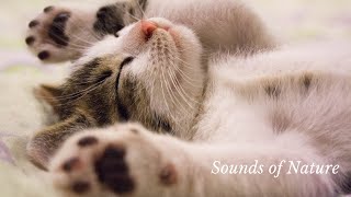 Musica para o gato relaxar