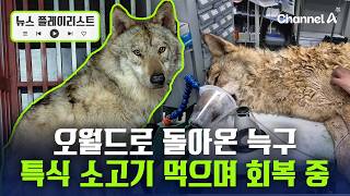 늑구, 소고기·닭고기 먹으며 회복 중…오월드 휴장 이어가기로 [뉴스플레이리스트] / 채널A