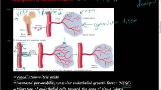 #40- Growth factors of Angiogenesis and Neovascularization, Step 1 of tissue repair