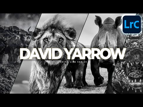 How to Edit WILDLIFE Photography like DAVID YARROW in Lightroom Classic Tutorial Free Preset