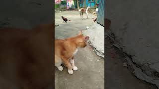 Download lagu #foryou #cat mp3