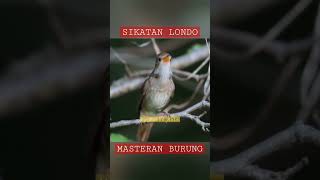 Download lagu Masteran Burung Sikatan Londo || Sikatan Londo Gacor 💯% Ampuh ! #sikatanlondo #sikatanlondogacor mp3
