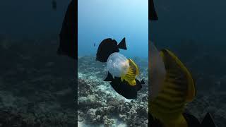 Red Sea safari  #dji