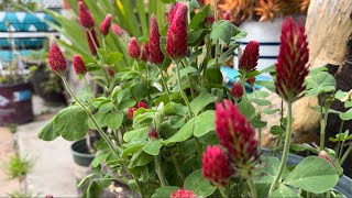 Garden tour| vegetable garden transform to Spring |identity vegetable, herbs and flowers 種花種菜治愈生活