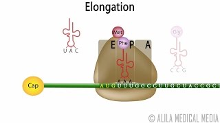 Eukaryotic Translation (Protein Synthesis), Animation.