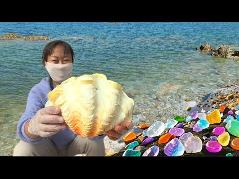 Riesenmuschel aus dem Pazifik. Sie produziert riesige bunte Perlen. Diamond Beach, Perlenmuschel