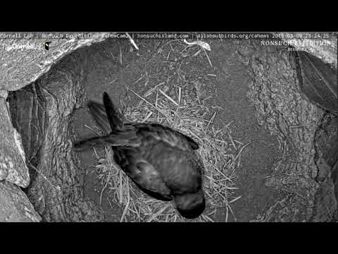 First look at the newly hatched Cahow chick (3/9/19)