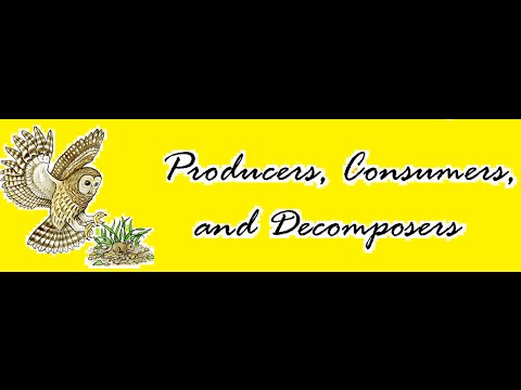 Producers, Consumers and Decomposers in Ecosystem