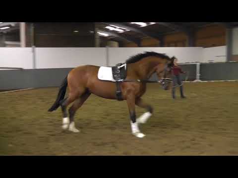 QUALIBERIO-Weidenhof-Verkaufspferd:Hannoveraner Hengst *2018 v. Qualito-Iberio