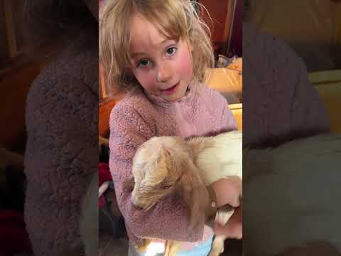 Farmer Jo Homesteading: New Livestock Babies Arrive!