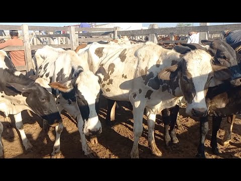 Feira de gado. NOVIHAS pra leite em Dois Riachos Alagoas 26/11/25 #nordeste 