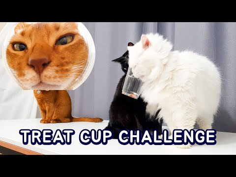 Can The Cats Take Treats out of a Transparent Cup?