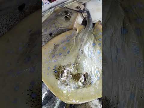 PAGI at the market #tipanan #shorts #satisfying #stingray #pagi