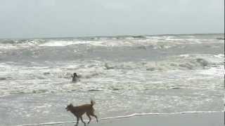 preview picture of video 'Jericho, Judah and Cubby ~ OBX'