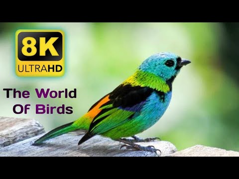 8K BIRD WORLD..! 8k Video Ultra Hd Videos || Wildlife Bird Videos.