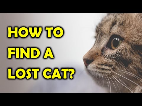 Things You Should Know About Cat missing Process/ All Cats