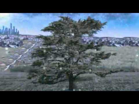 A história do Cedro, vídeo apresentado na palestra de Carlos Júlio A Economia do Cedro