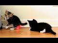 Tuxedo Kittens Playing And Fighting
