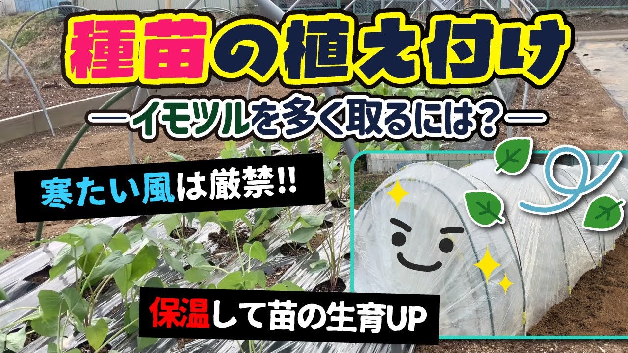 寒い露地ではムリですか！？　厳寒期でのサツマイモ苗植え付け作業　たねのハシモトミヤ