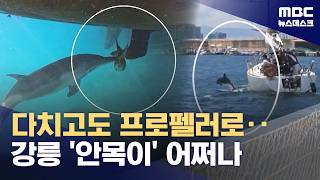 돌고래 나타나자 환호성‥"몸에는 상처 투성이" (2026.06.14/뉴스데스크/MBC)