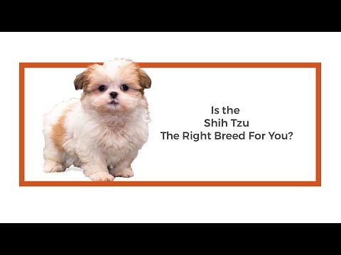 Shih Tzu Breed Video