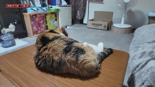 三毛猫フミちゃん　 LIVE配信　2026年7月19日　calico cat　(LIVE stream)