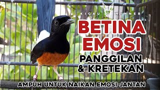 Download lagu RAYUAN MAUT PEMBANGKIT EMOSI | PANCINGAN MURAI BATU JANTAN AGAR MAU BUKA PARUH mp3