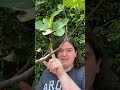 Fun Fig Tree Facts!
