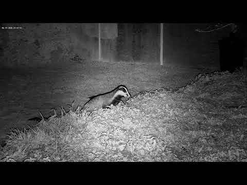 Badger bite and chase!