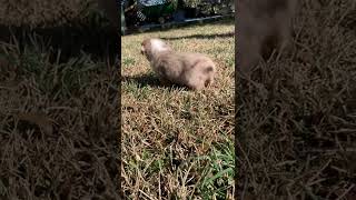 Miniature Australian Shepherd Puppies Videos