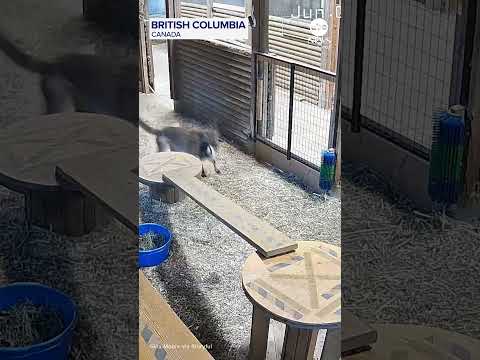 Woman fights off cougar to save her goat