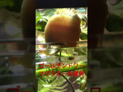 ドワーフグラミーについて詳しく解説