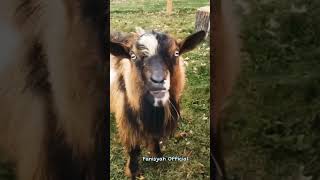 Download lagu Funny Goat Sounds #shorts #goat #goatfarming mp3 Download lagu Funny Goat Sounds #shorts #goat #goatfarming mp3
