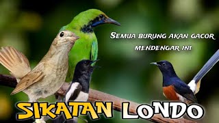 Download lagu Dengan masteran sikatan Londo semua burung akan Gacor (asli suara alam) mp3