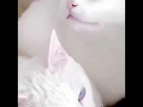#twins #beautiful #cat 🐱 #viral #video #trending 🔥🔥