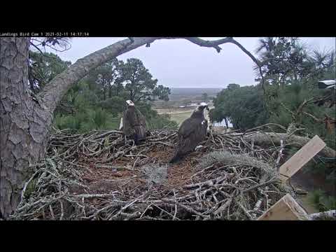 Savannah Osprey Cams ~ Welcome Home, Scarlet!  💗 Feb 11, 2021