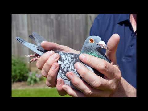 BOURGES Pigeon RACE