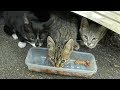 Kittens Eating Food And Cats So Hungry