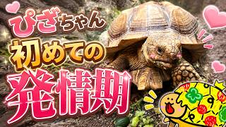 ケヅメリクガメの発情の様子🐢ぴざちゃん初めての発情期！？飼い主もびっくりした一日👑26.7.21