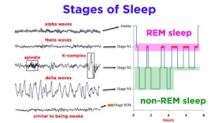 The Biopsychology of Sleeping and Dreaming